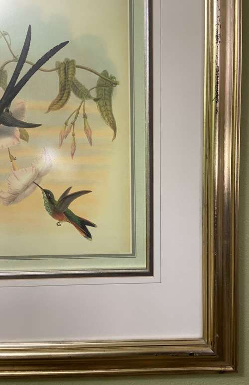 AWESOME INTERNATIONAL HUMMINGBIRD / SUNBIRD PRINT FRAMED behind GLASS ABSOLUTELY STUNNING!!!
