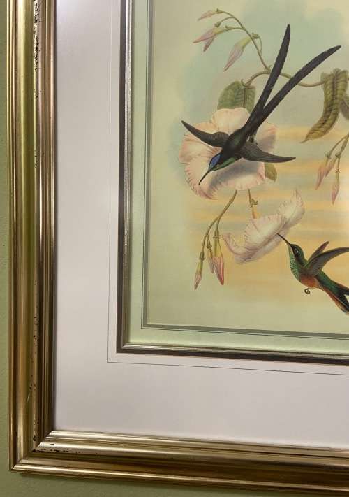 AWESOME INTERNATIONAL HUMMINGBIRD / SUNBIRD PRINT FRAMED behind GLASS ABSOLUTELY STUNNING!!!
