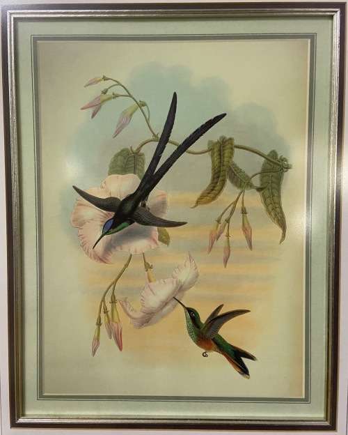 AWESOME INTERNATIONAL HUMMINGBIRD / SUNBIRD PRINT FRAMED behind GLASS ABSOLUTELY STUNNING!!!