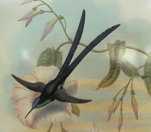 AWESOME INTERNATIONAL HUMMINGBIRD / SUNBIRD PRINT FRAMED behind GLASS ABSOLUTELY STUNNING!!!