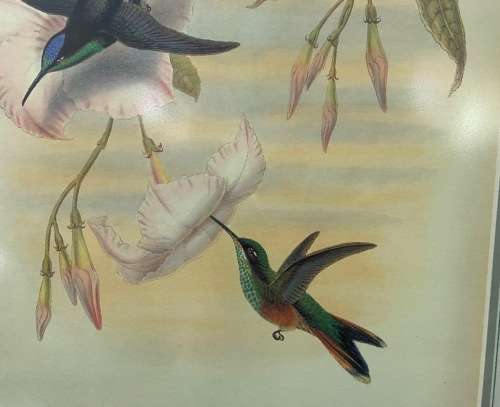 AWESOME INTERNATIONAL HUMMINGBIRD / SUNBIRD PRINT FRAMED behind GLASS ABSOLUTELY STUNNING!!!
