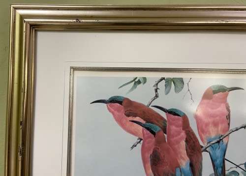AWESOME CARMINE BEE-EATERS SIGNED LIMITED EDITION PRINT 47/250 Merops nubicoides DAVID?? Read notes!