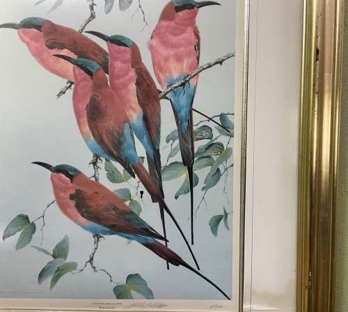 AWESOME CARMINE BEE-EATERS SIGNED LIMITED EDITION PRINT 47/250 Merops nubicoides DAVID?? Read notes!