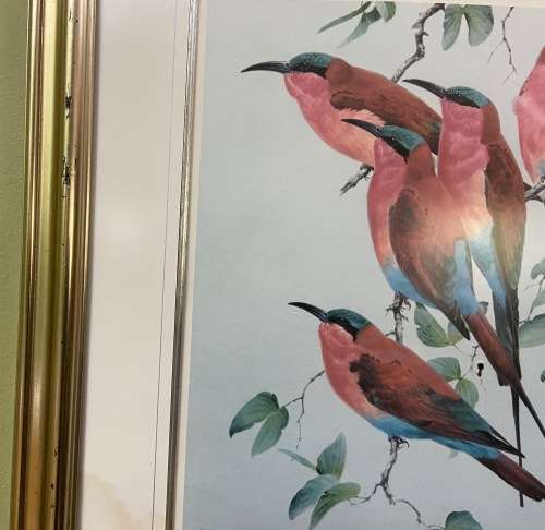 AWESOME CARMINE BEE-EATERS SIGNED LIMITED EDITION PRINT 47/250 Merops nubicoides DAVID?? Read notes!