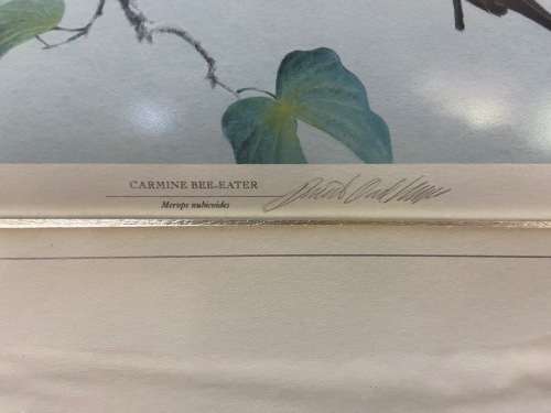 AWESOME CARMINE BEE-EATERS SIGNED LIMITED EDITION PRINT 47/250 Merops nubicoides DAVID?? Read notes!