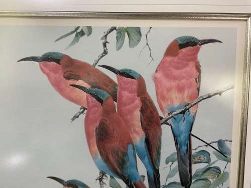 AWESOME CARMINE BEE-EATERS SIGNED LIMITED EDITION PRINT 47/250 Merops nubicoides DAVID?? Read notes!