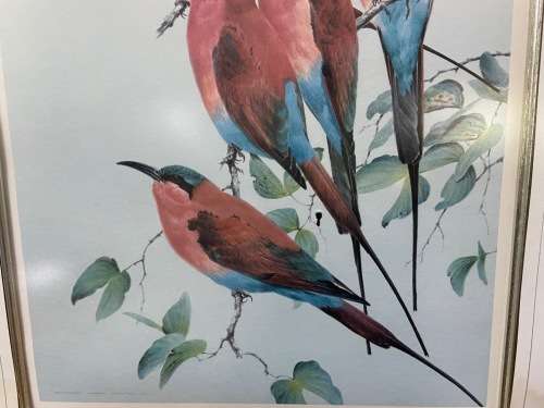 AWESOME CARMINE BEE-EATERS SIGNED LIMITED EDITION PRINT 47/250 Merops nubicoides DAVID?? Read notes!