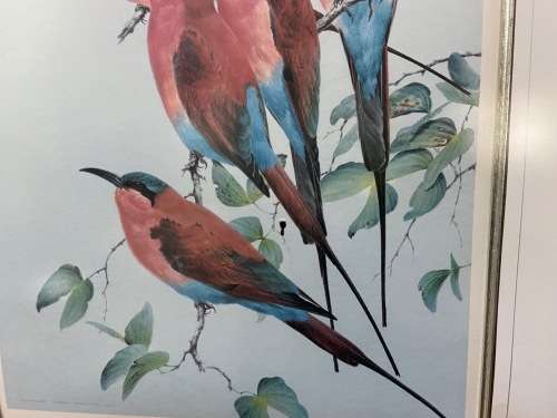 AWESOME CARMINE BEE-EATERS SIGNED LIMITED EDITION PRINT 47/250 Merops nubicoides DAVID?? Read notes!