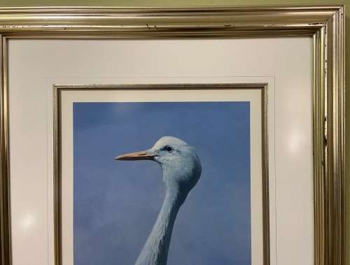 AWESOME BLUE CRANE 1993 SIGNED LIMITED EDITION PRINT 275/350 RAY HARRIS-CHING NEW ZEALAND ARTIST