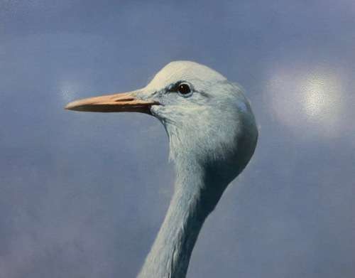 AWESOME BLUE CRANE 1993 SIGNED LIMITED EDITION PRINT 275/350 RAY HARRIS-CHING NEW ZEALAND ARTIST