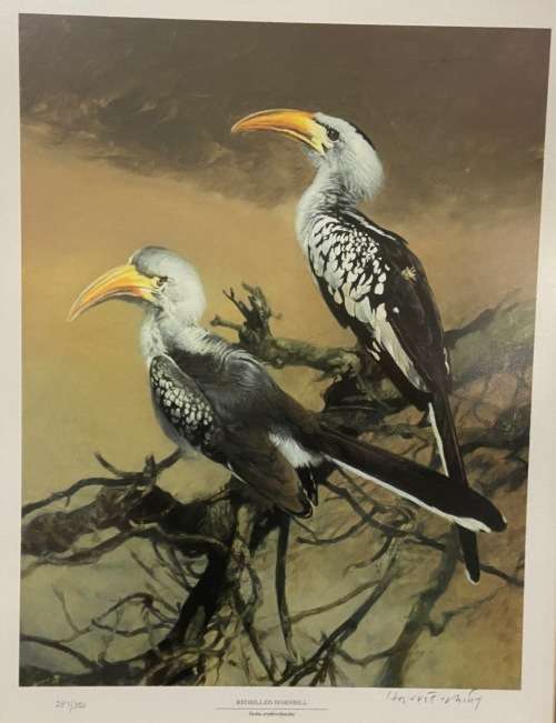 AWESOME REDBILLED HORNBILLS SIGNED LIMITED EDITION PRINT 287/350 RAY HARRIS-CHING NEW ZEALAND ARTIST