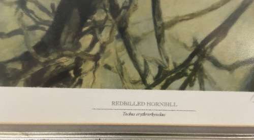 AWESOME REDBILLED HORNBILLS SIGNED LIMITED EDITION PRINT 287/350 RAY HARRIS-CHING NEW ZEALAND ARTIST
