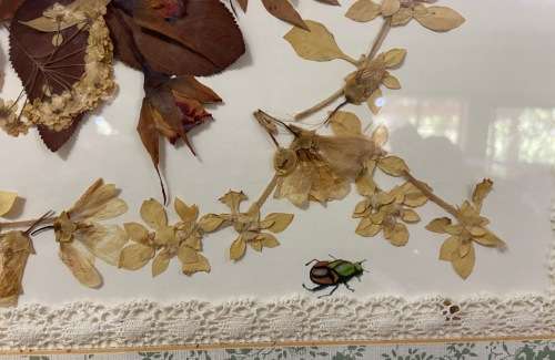 PRESSED DRIED FLOWER ARTWORK LARGE YVONNE LINDSAY 1993 BIGGIE BEST STYLE FRAME! STUNNING!! BUTTERFLY