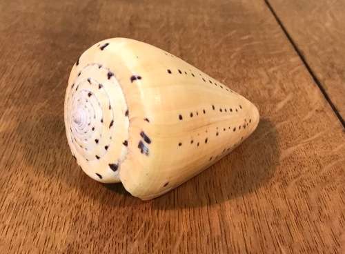 CONUS BETULINUS - BEECH CONE SHELL - 105mm long - Sea Shell  Conchology  Concologist.
