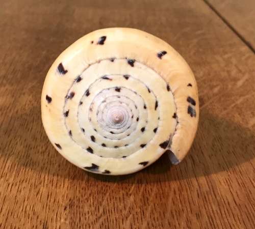 CONUS BETULINUS - BEECH CONE SHELL - 105mm long - Sea Shell  Conchology  Concologist.
