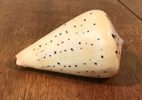 CONUS BETULINUS - BEECH CONE SHELL - 105mm long - Sea Shell  Conchology  Concologist.