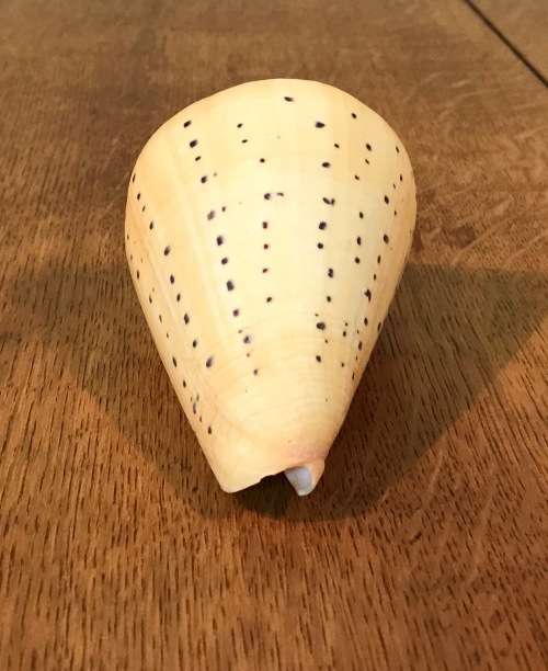 CONUS BETULINUS - BEECH CONE SHELL - 105mm long - Sea Shell  Conchology  Concologist.