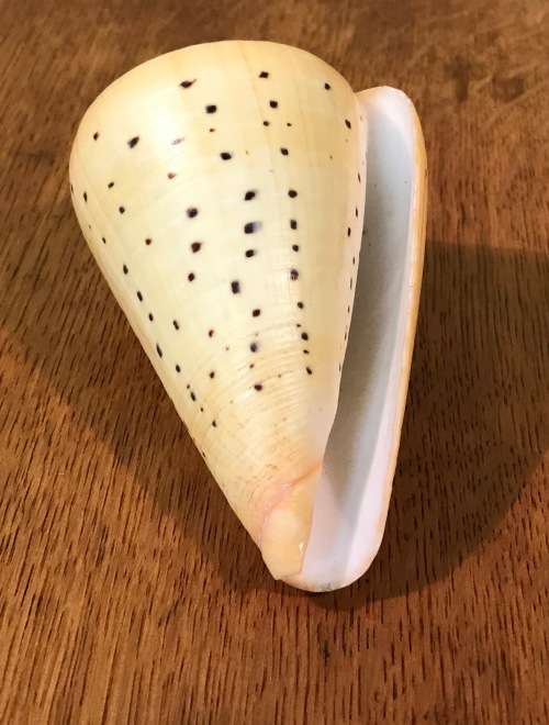 CONUS BETULINUS - BEECH CONE SHELL - 105mm long - Sea Shell  Conchology  Concologist.
