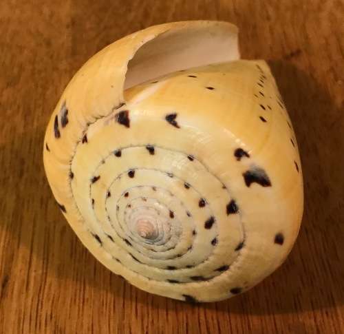 CONUS BETULINUS - BEECH CONE SHELL - 105mm long - Sea Shell  Conchology  Concologist.