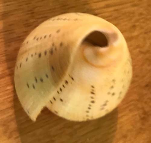 CONUS BETULINUS - BEECH CONE SHELL - 105mm long - Sea Shell  Conchology  Concologist.