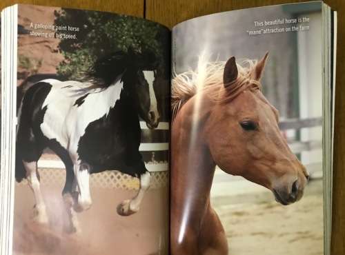 THE ULTIMATE HORSE LOVER MARTY BECKER 2008 The best experts` advice for a happy healthy horse.....