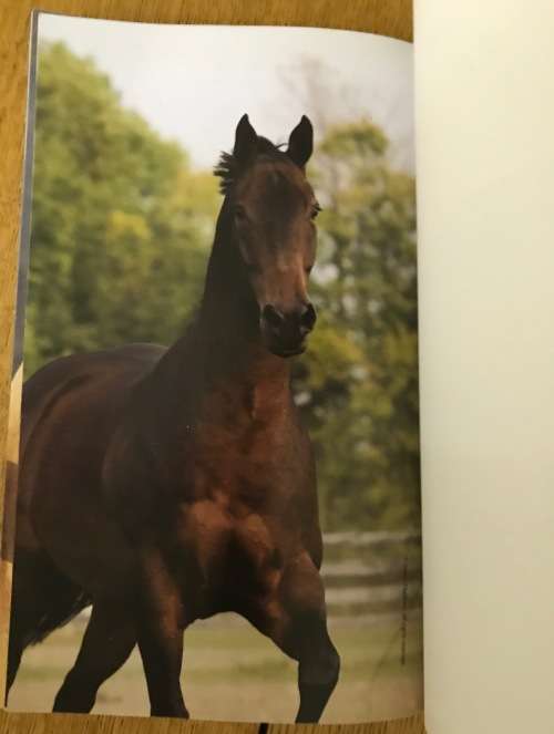 THE ULTIMATE HORSE LOVER MARTY BECKER 2008 The best experts` advice for a happy healthy horse.....