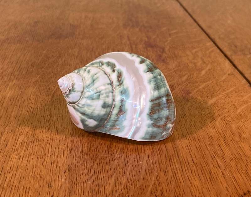 Turbo sarmaticus Alikreukel olly croc ollykrik giant periwinkle POLISHED Sea Shell Conchology