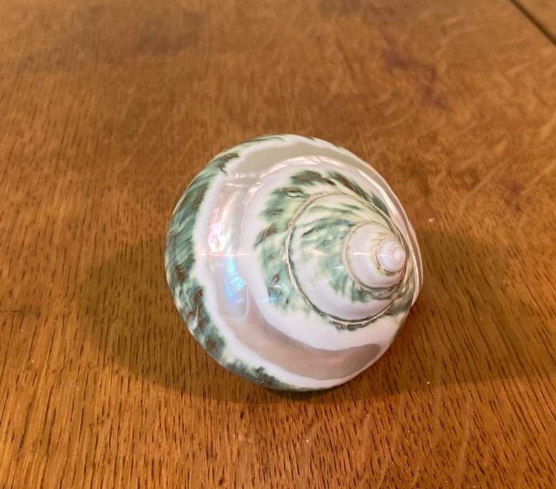 Turbo sarmaticus Alikreukel olly croc ollykrik giant periwinkle POLISHED Sea Shell Conchology