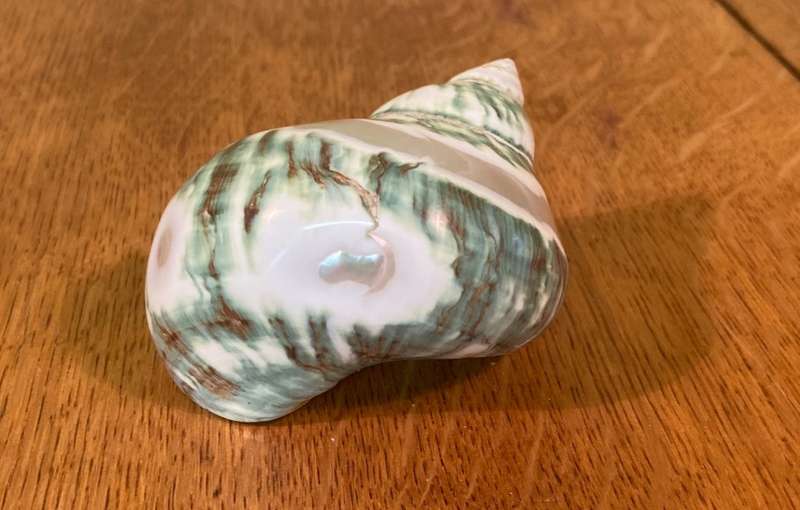 Turbo sarmaticus Alikreukel olly croc ollykrik giant periwinkle POLISHED Sea Shell Conchology