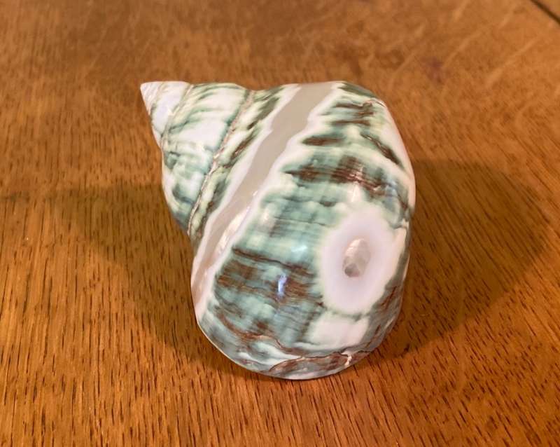 Turbo sarmaticus Alikreukel olly croc ollykrik giant periwinkle POLISHED Sea Shell Conchology