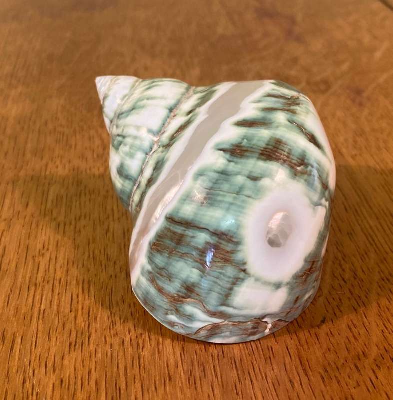 Turbo sarmaticus Alikreukel olly croc ollykrik giant periwinkle POLISHED Sea Shell Conchology