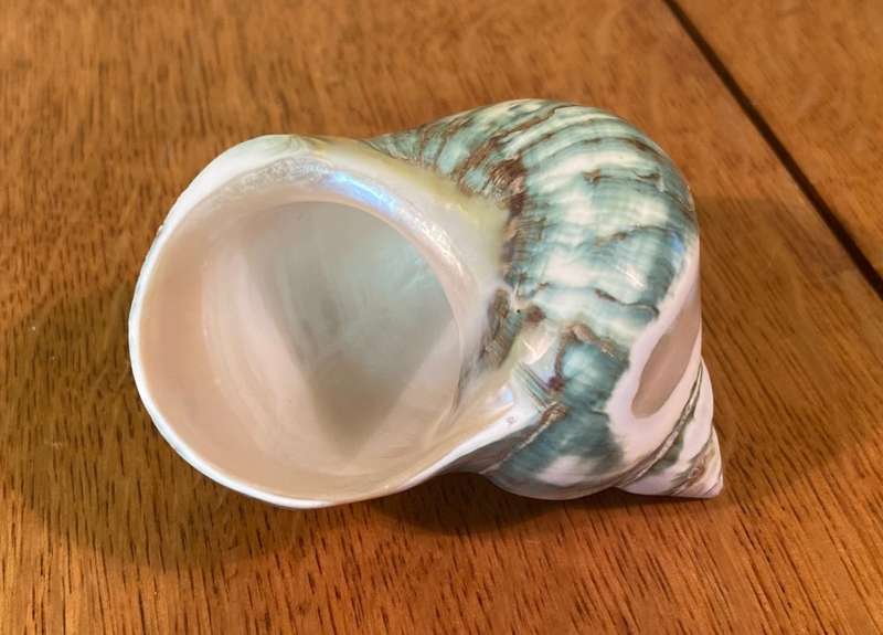 Turbo sarmaticus Alikreukel olly croc ollykrik giant periwinkle POLISHED Sea Shell Conchology