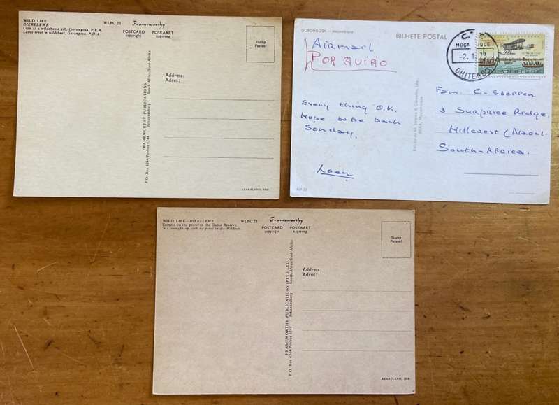 POSTCARDS POST CARDS x 3 LIONS WILDEBEEST KILL GORONGOSA GAME RESERVE MOZAMBIQUE