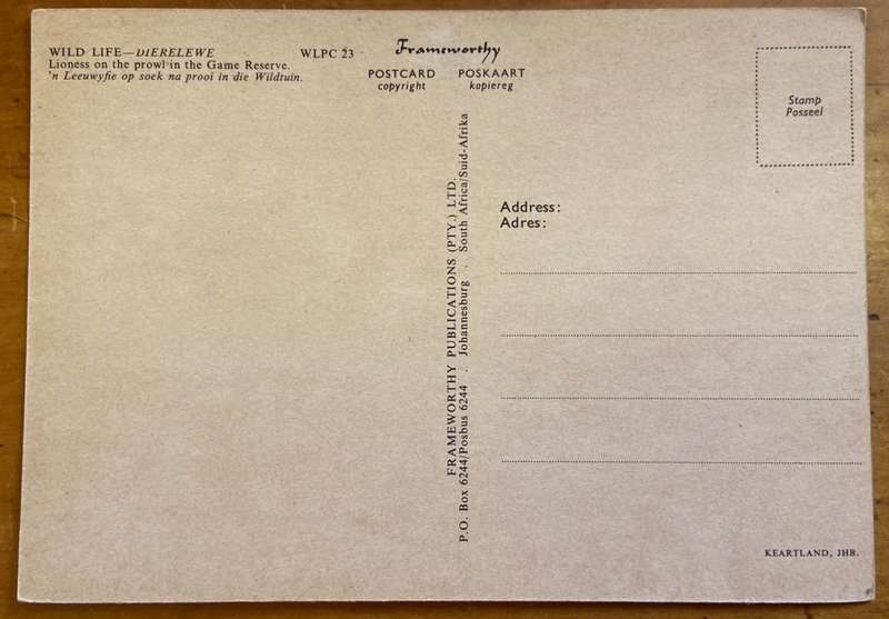 POSTCARDS POST CARDS x 3 LIONS WILDEBEEST KILL GORONGOSA GAME RESERVE MOZAMBIQUE