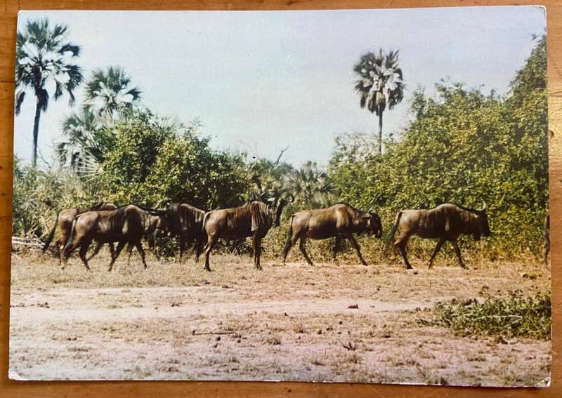 POSTCARD POST CARD WILDEBEEST GORONGOSA NATIONAL PARK MOZAMBIQUE
