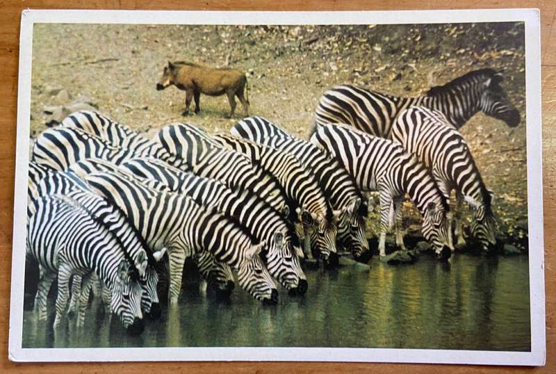 POSTCARD POST CARD ZEBRA HERD and WARTHOG at a WATERHOLE - WILD LIFE
