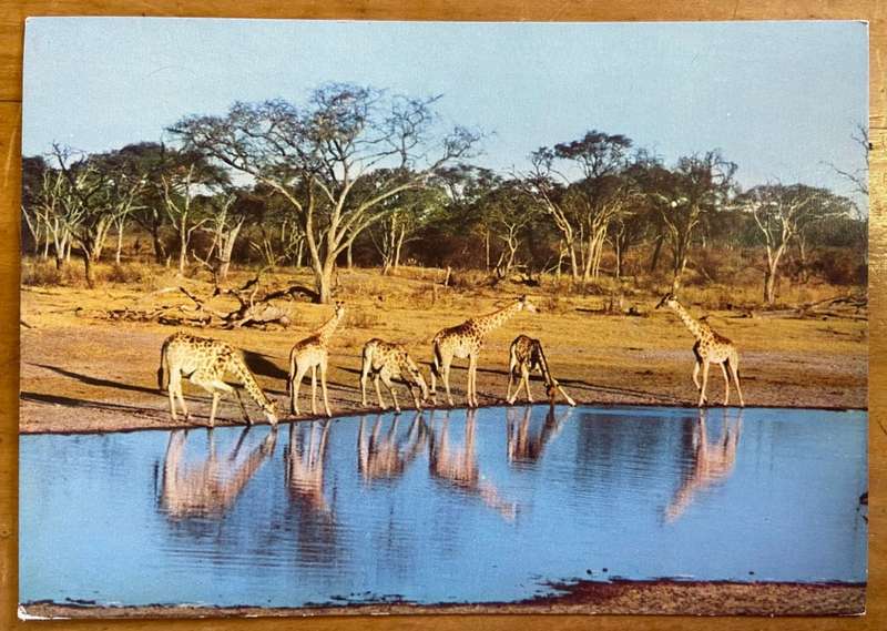 POSTCARD POST CARD GIRAFFE at WANKIE GAME RESERVE - RHODESIA - ZIMBABWE - WILD LIFE