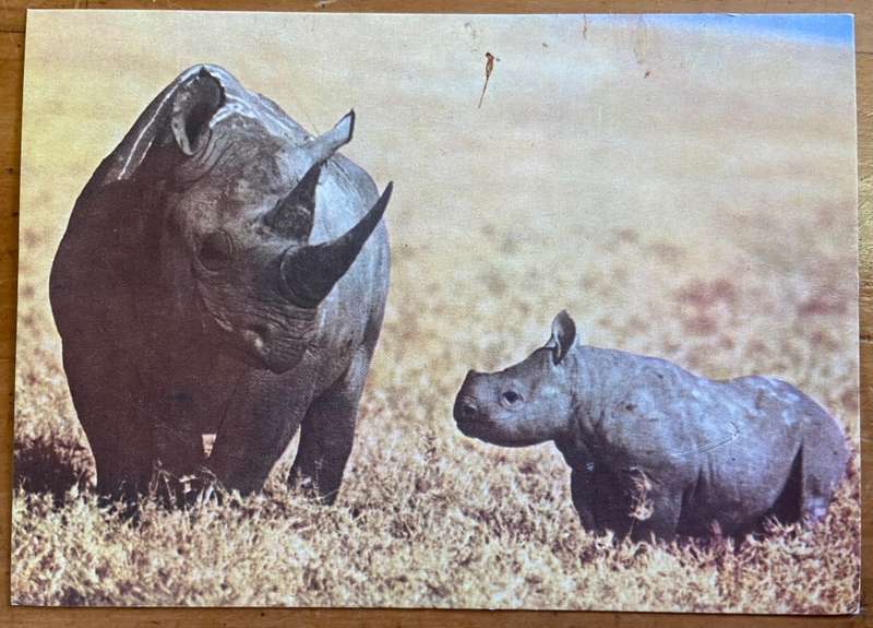 POSTCARD POST CARD - MINERVA - BLACK RHINOCEROS and CALF - AFRICAN FAUNA