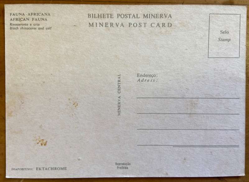 POSTCARD POST CARD - MINERVA - BLACK RHINOCEROS and CALF - AFRICAN FAUNA