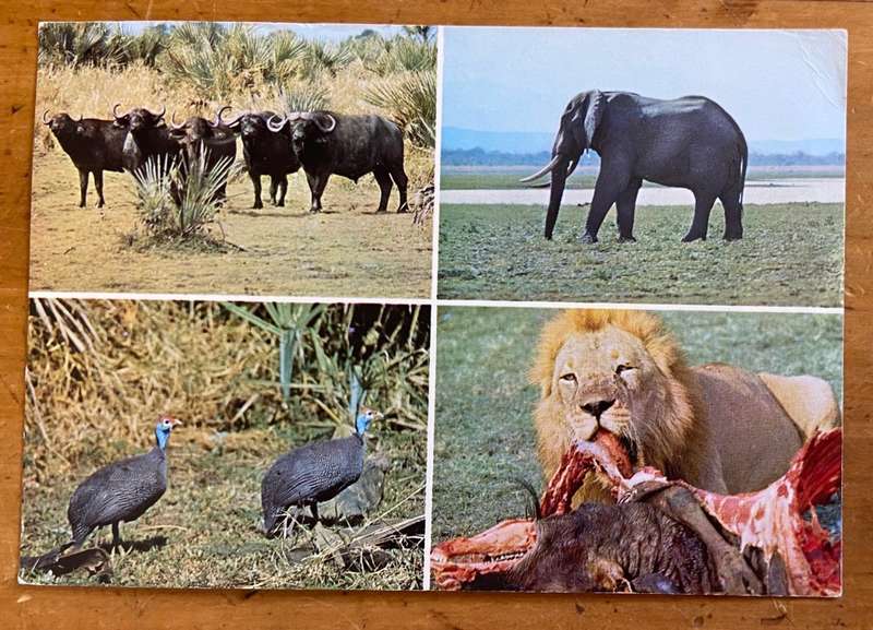 POSTCARD POST CARD - GOGONGOSA NATIONAL PARK MOZAMBIQUE ELEPHANT LION KILL GUINEA FOWL BUFFALO