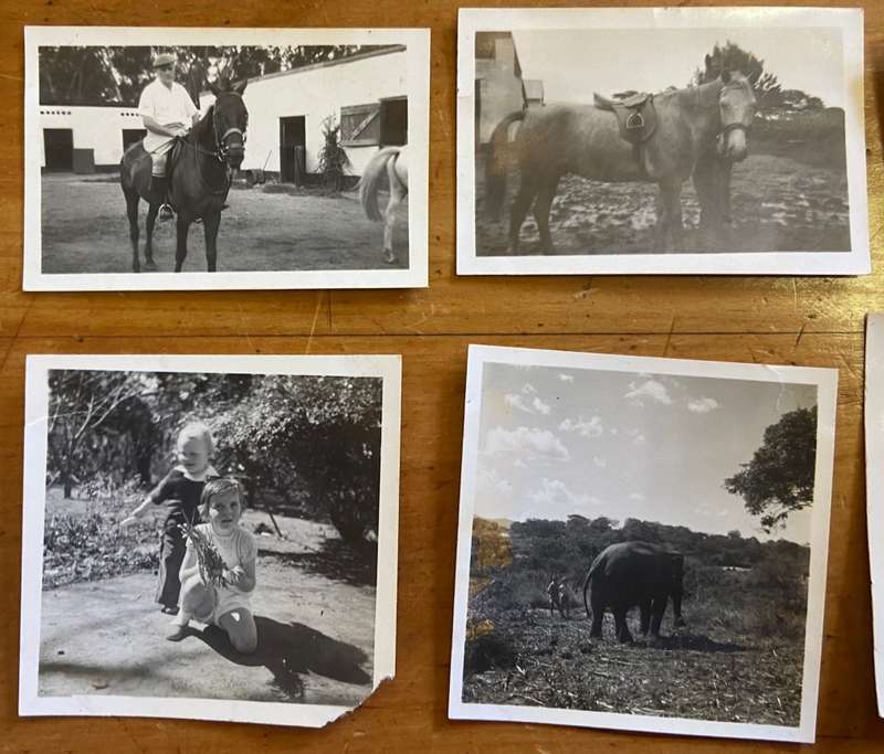 PHOTOGRAPHS x 27 - BLACK and WHITE - MINIATURE / SMALL - UNKNOWN - HORSES - ELEPHANT - VINTAGE CAR.