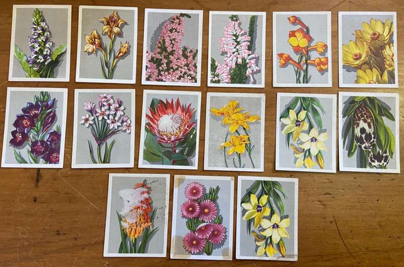 CIGARETTE CARDS x 12 - S.A. FLORA- SPRINGBOK - UNITED TOBACCO CO.- FLOWERS - PROTEAS - ERICA - TULIP