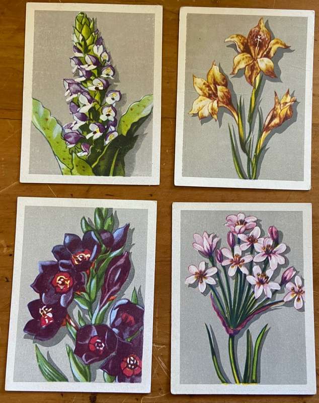 CIGARETTE CARDS x 12 - S.A. FLORA- SPRINGBOK - UNITED TOBACCO CO.- FLOWERS - PROTEAS - ERICA - TULIP