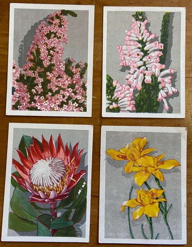 CIGARETTE CARDS x 12 - S.A. FLORA- SPRINGBOK - UNITED TOBACCO CO.- FLOWERS - PROTEAS - ERICA - TULIP