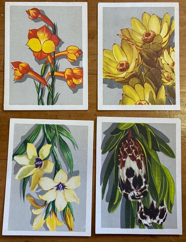 CIGARETTE CARDS x 12 - S.A. FLORA- SPRINGBOK - UNITED TOBACCO CO.- FLOWERS - PROTEAS - ERICA - TULIP