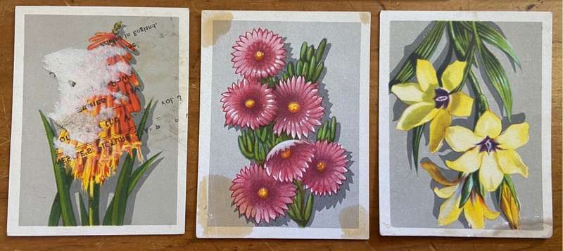 CIGARETTE CARDS x 12 - S.A. FLORA- SPRINGBOK - UNITED TOBACCO CO.- FLOWERS - PROTEAS - ERICA - TULIP
