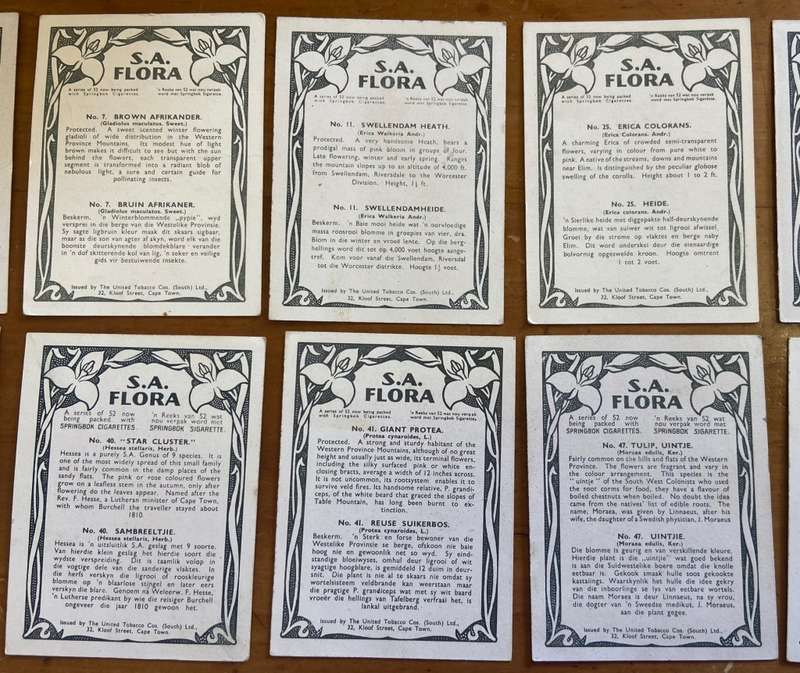 CIGARETTE CARDS x 12 - S.A. FLORA- SPRINGBOK - UNITED TOBACCO CO.- FLOWERS - PROTEAS - ERICA - TULIP