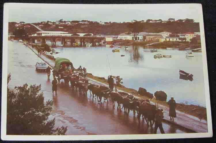 POSTCARD=unused=Ox Wagon=Port Alfred=Eastern Cape=Designed by Earldons Cape Town!