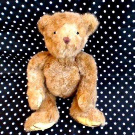image of bear