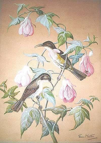 ORIGINAL WATER COLOUR PAINTING. SUNBIRDS. Artist: Joan Martin.